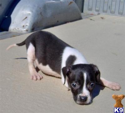 Puppies in OK